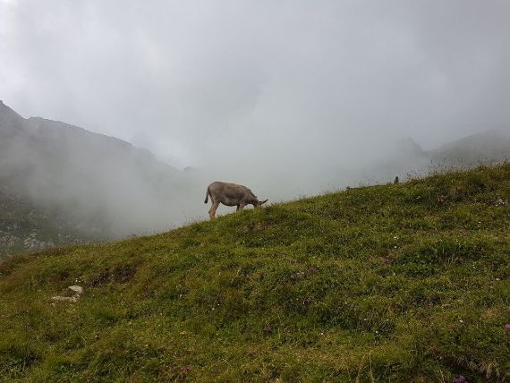 Donkey? in Romania