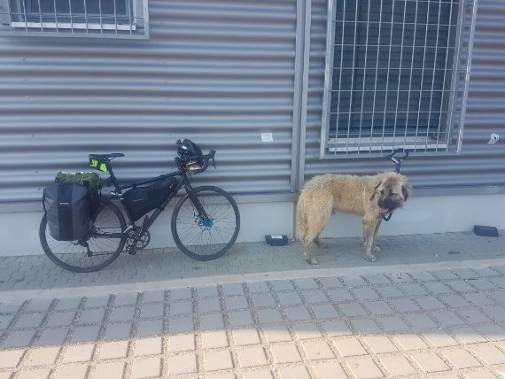 A big Romanian dog